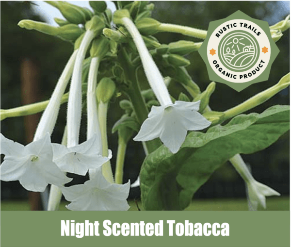 Night Scented Tobacco, Nicotiana alata